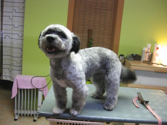 Fanny, Pudel mix nacher